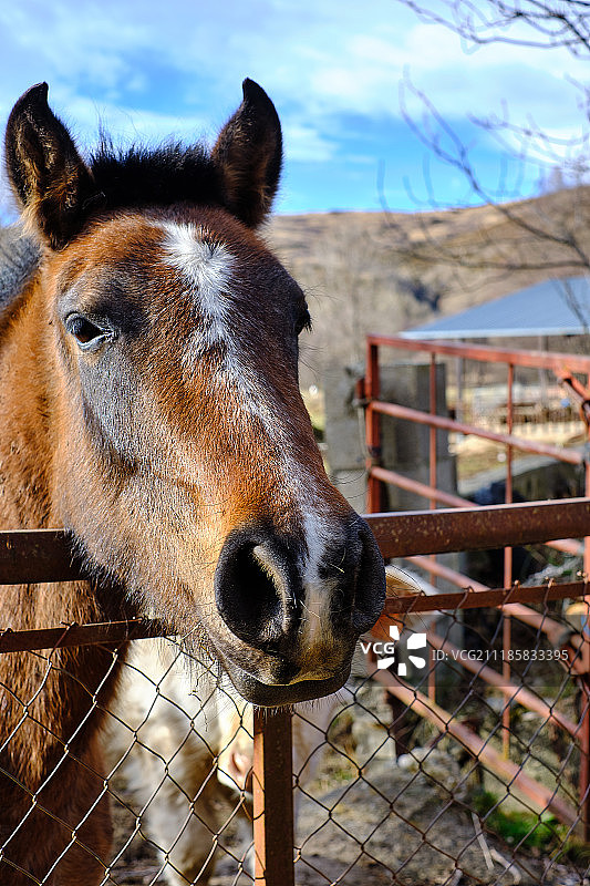 你好，马图片素材