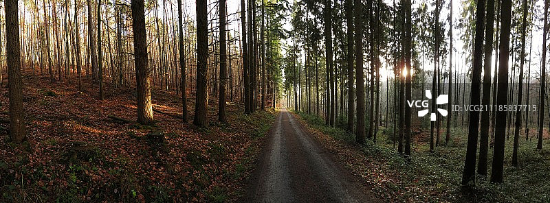 傍晚的冬季森林图片素材