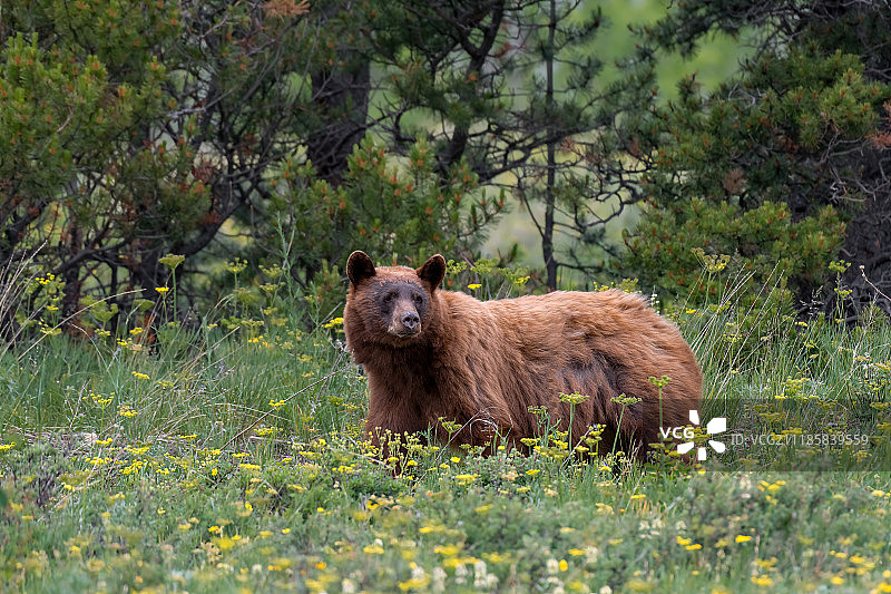 冰川国家公园内的美洲黑熊图片素材
