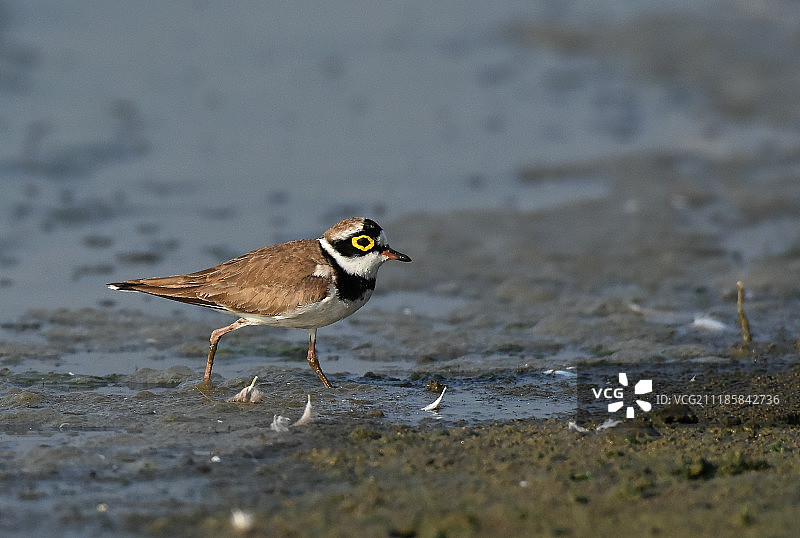 黄环颈鸻图片素材