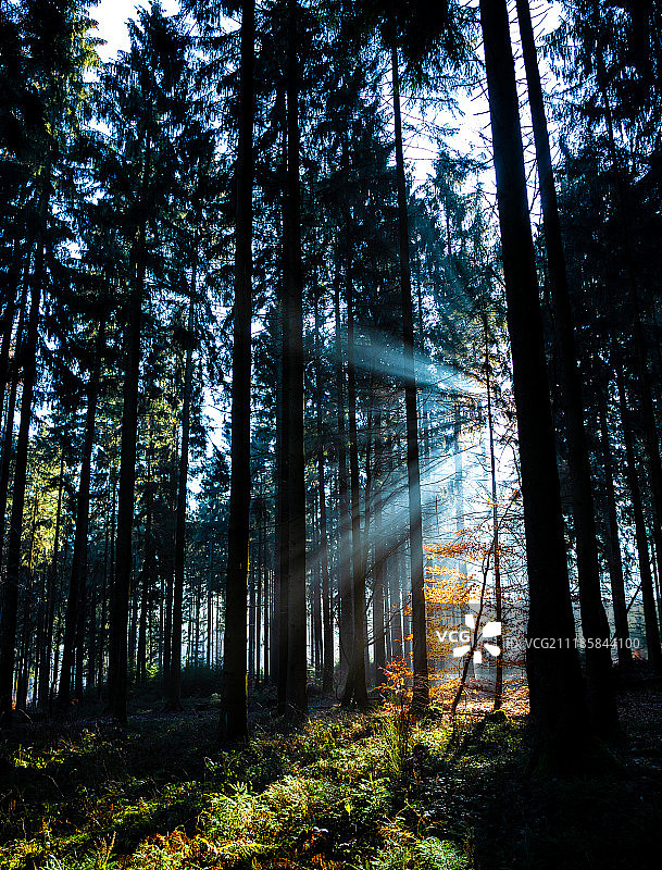森林秋季图片素材