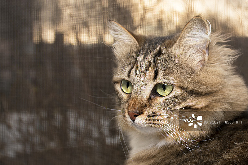 美丽 的 条纹 小 猫 肖像图片素材