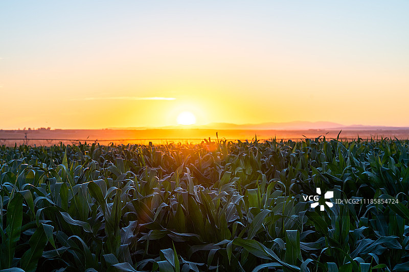 博兹曼玉米田图片素材