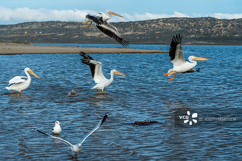美国白鹈鹕图片素材