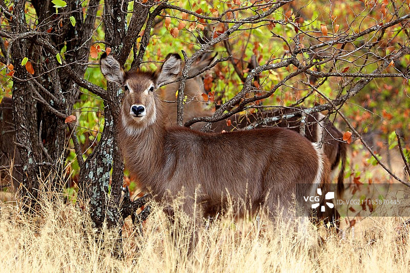 非洲大羚羊图片素材