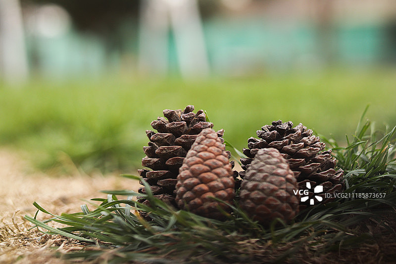 松科植物图片素材