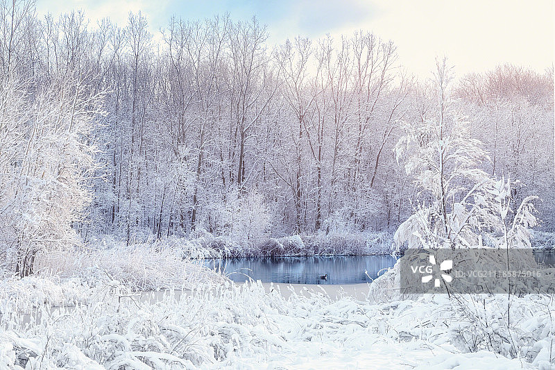 雪的庆典图片素材