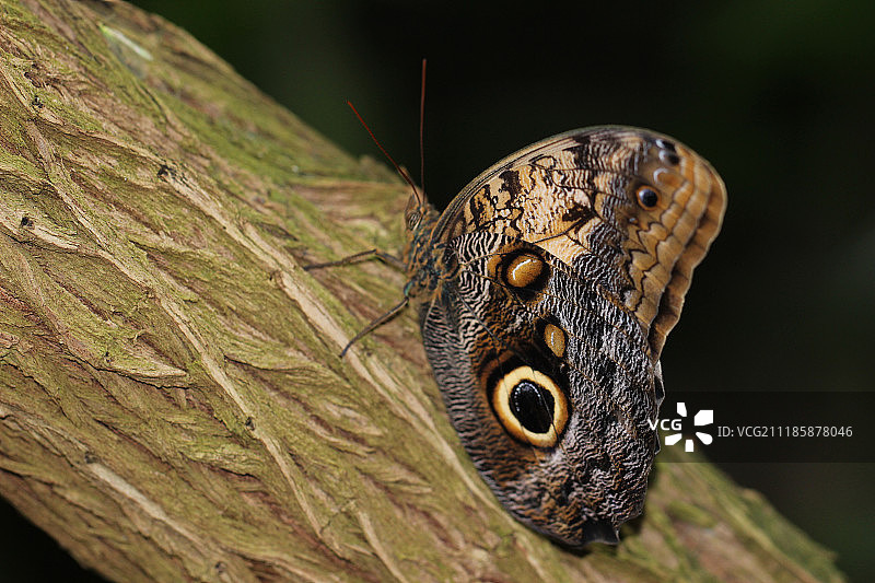 猫头鹰蝶图片素材