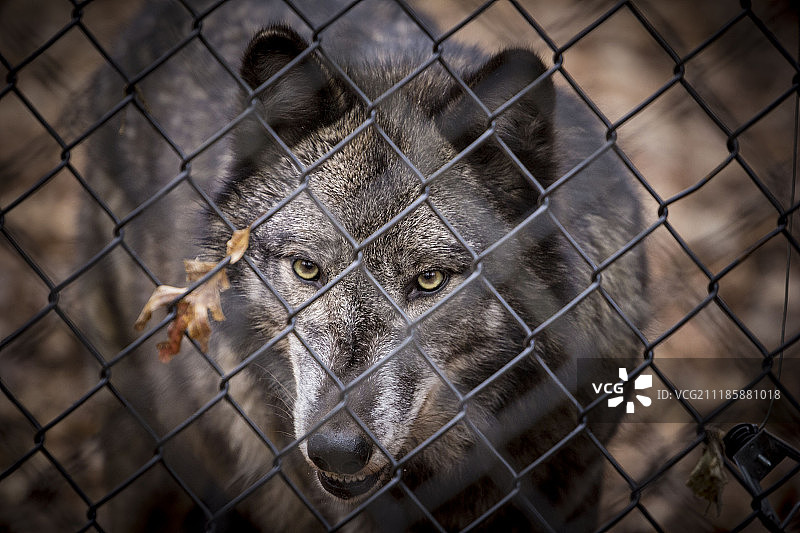 你看上去很美味图片素材