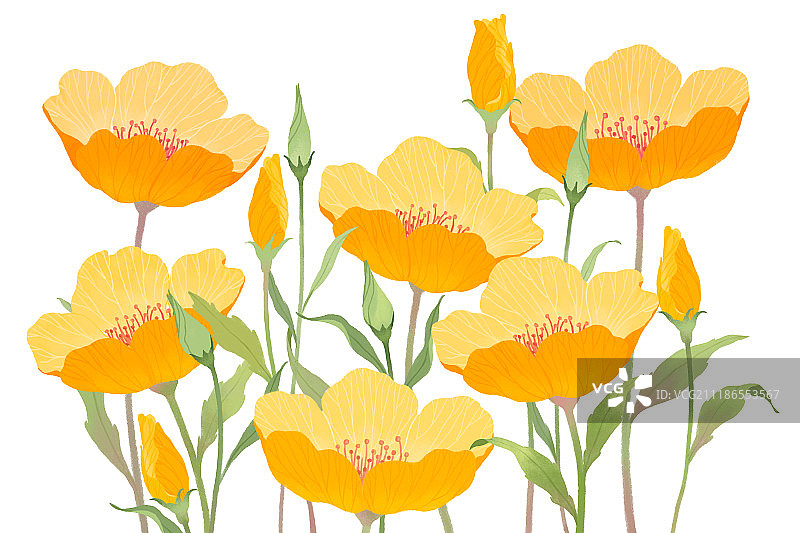 黄色花图片素材