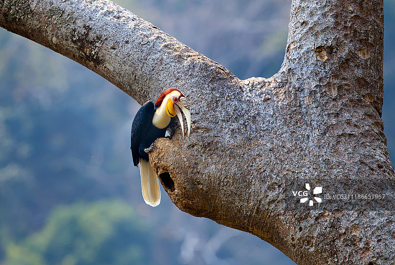 花冠皱盔犀鸟  Wreathed Hornbill图片素材