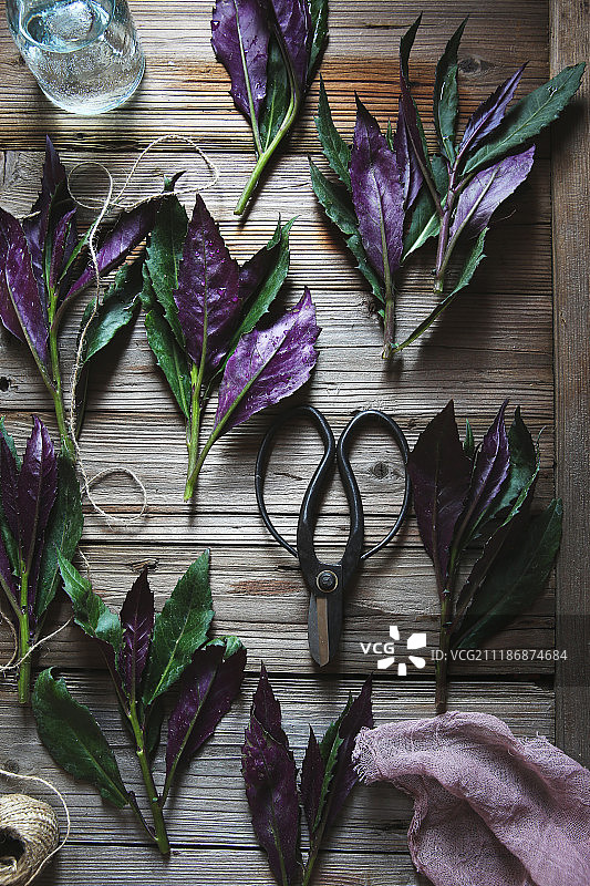 紫背天葵图片素材