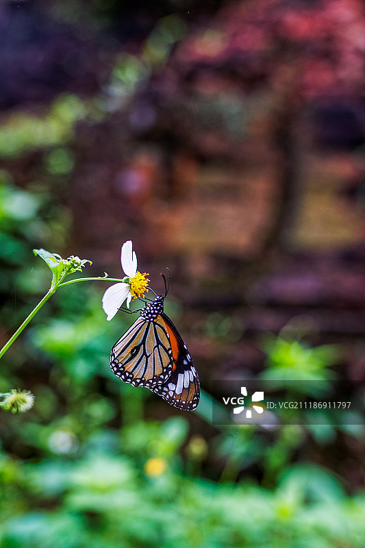 越南占婆王国美山圣地遗址风景图片素材