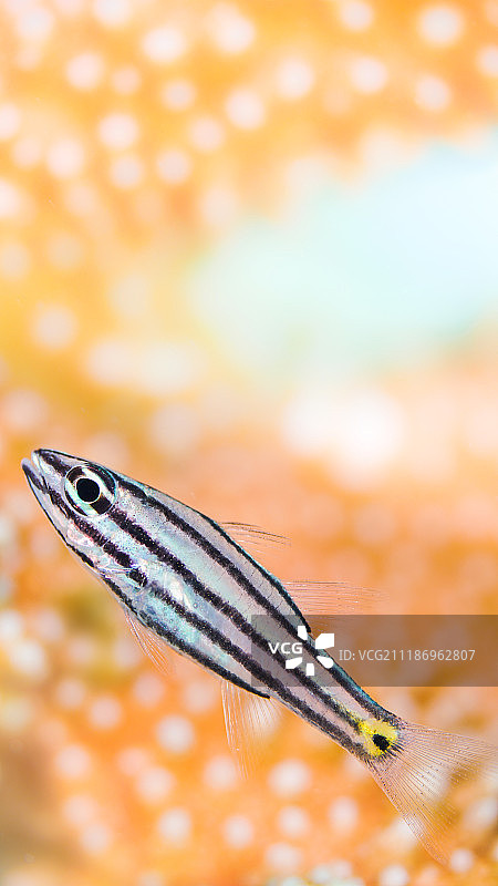 日本冲绳石垣岛水下的条纹状珊瑚鱼图片素材