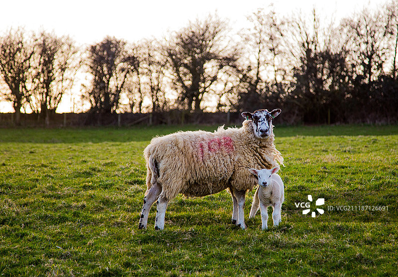 母羊图片素材