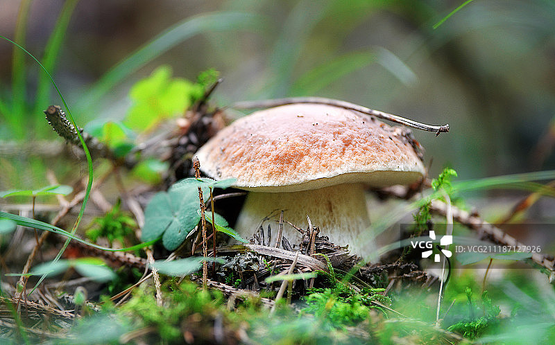 蘑菇图片素材