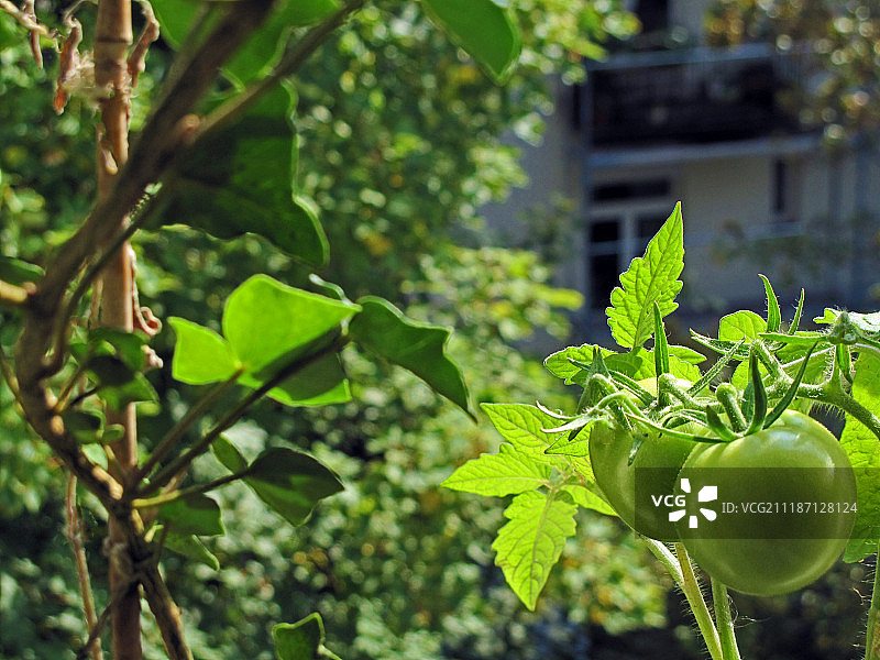 花园里生长的绿色番茄图片素材