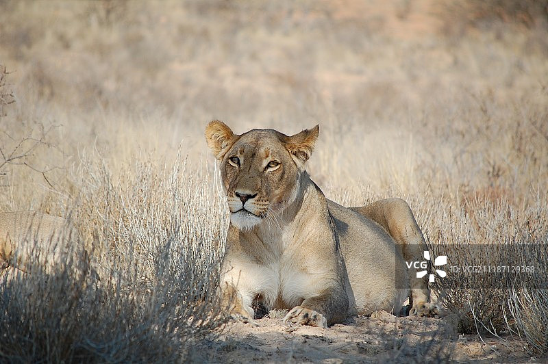 雌狮对着镜头摆姿势图片素材