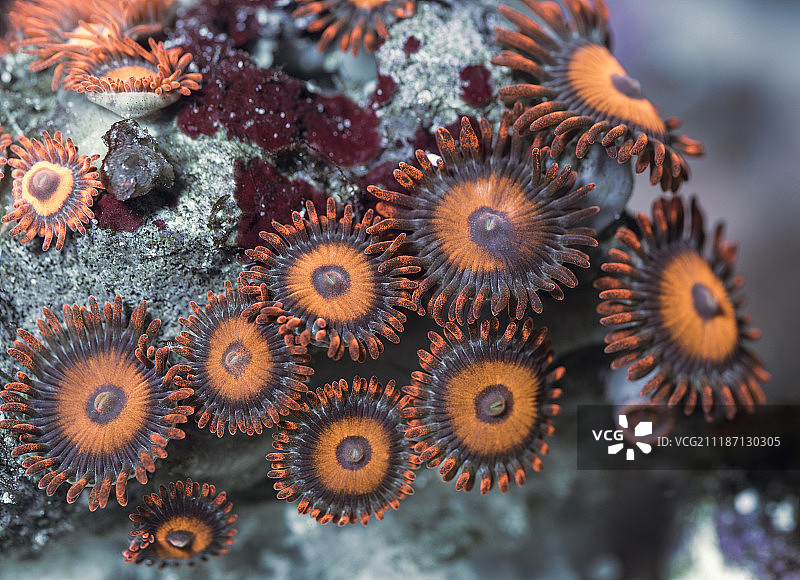 珊 瑚 虫图片素材