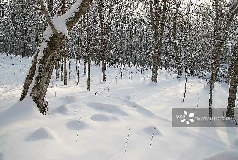 冬季冰雪森林图片素材