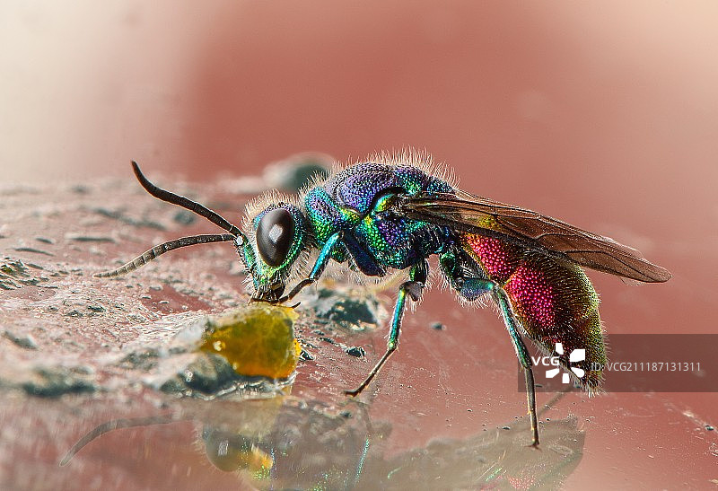 宝石黄蜂图片素材