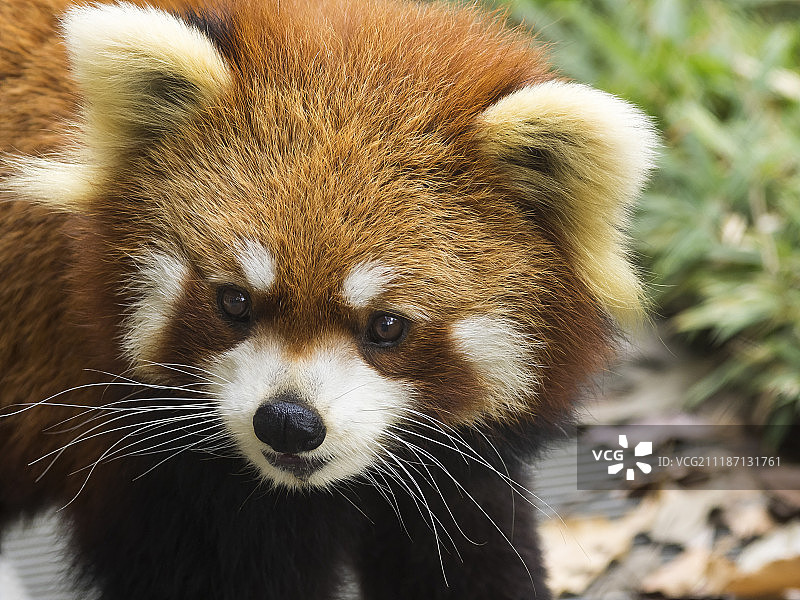 小熊猫图片素材