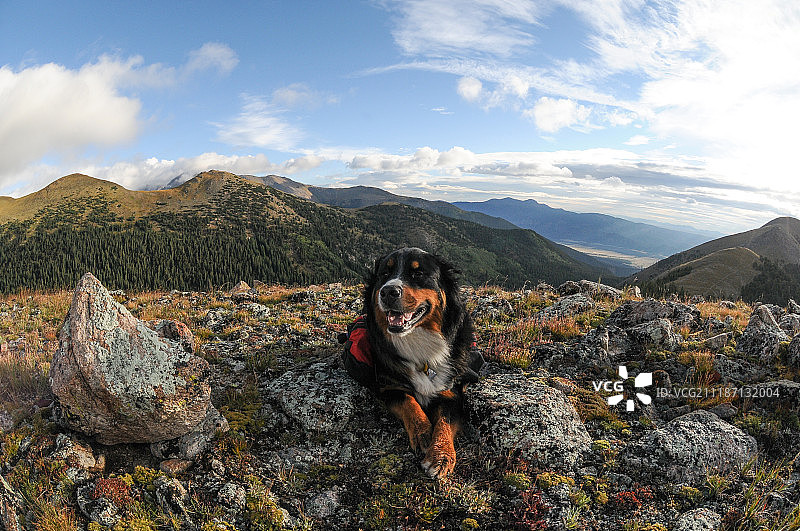 耶鲁大学奥基图片素材