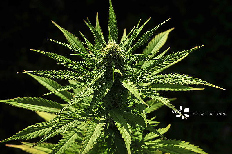开花期的大麻植物图片素材