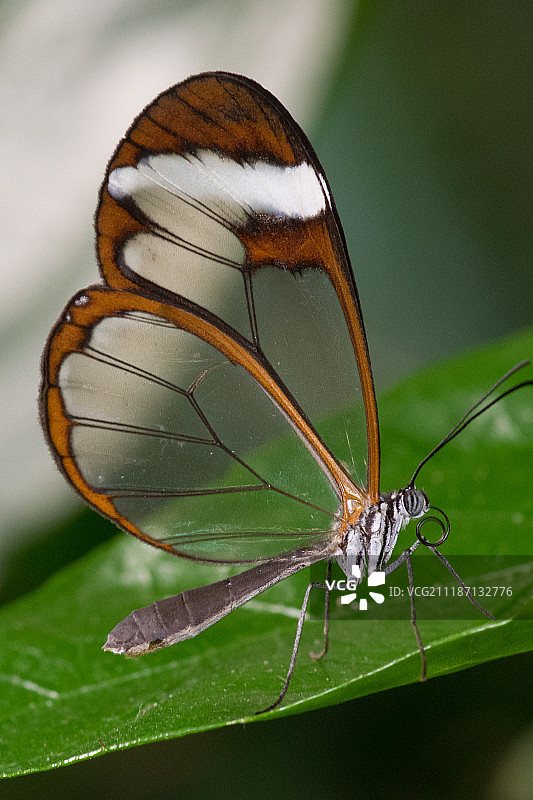 玻璃翼蝴蝶图片素材