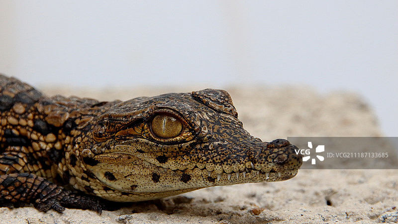 小鳄鱼图片素材