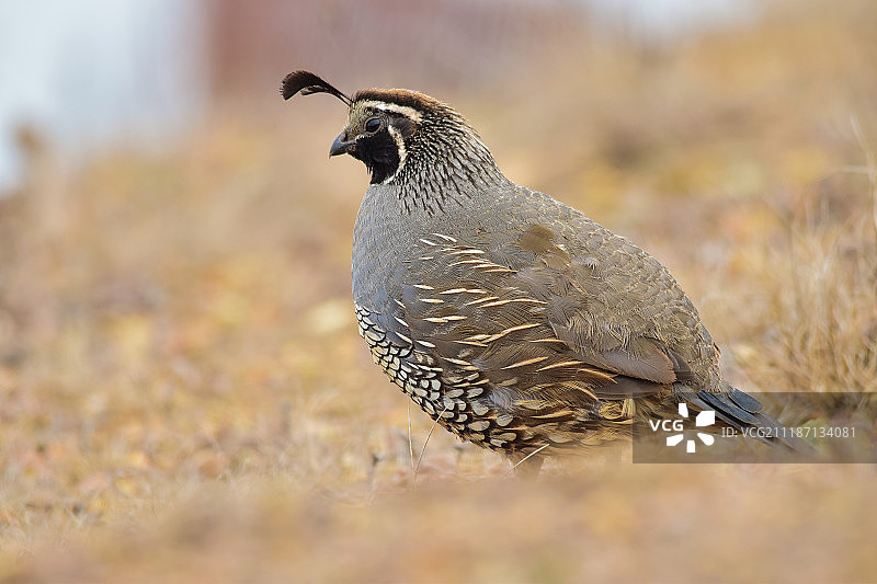 加州鹌鹑图片素材