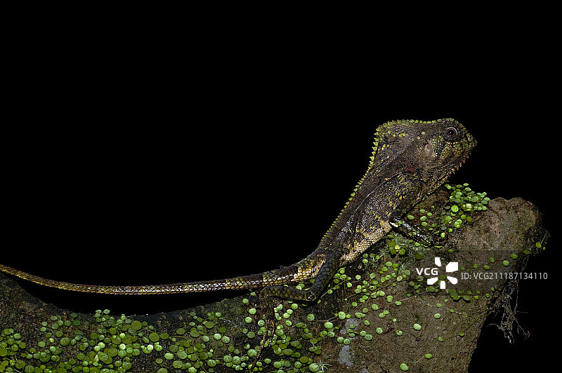 戴头盔的蛇怪图片素材