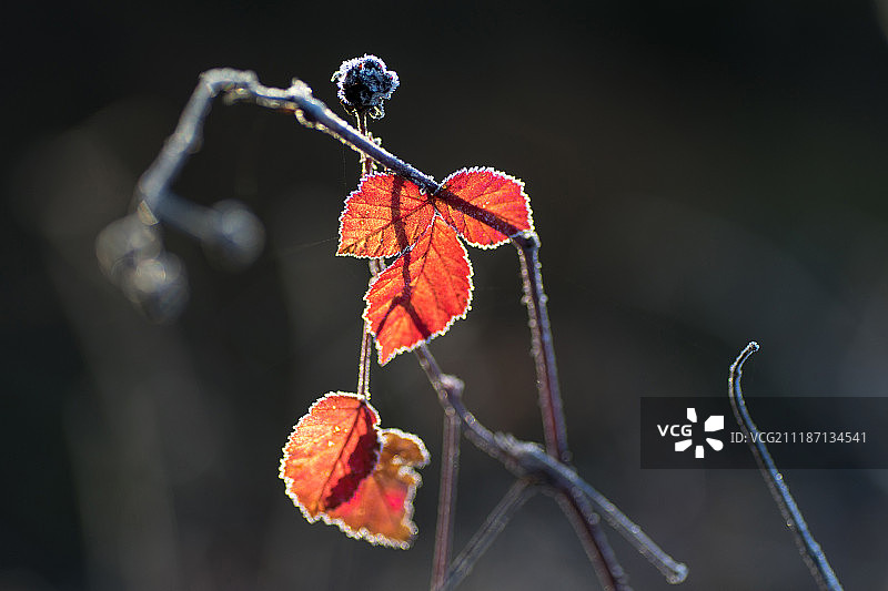 红色结霜树叶图片素材