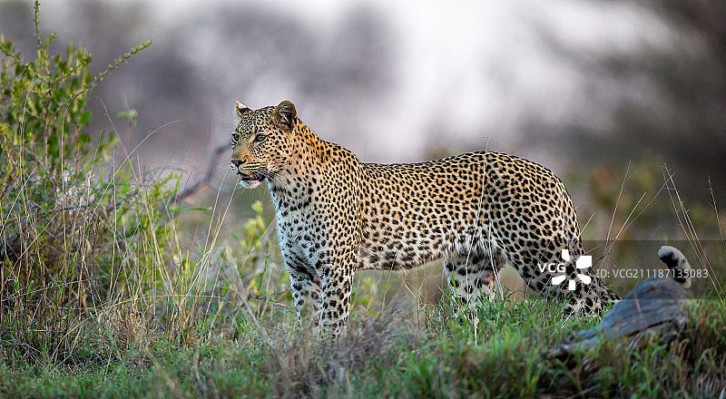 非洲野生动物园图片素材