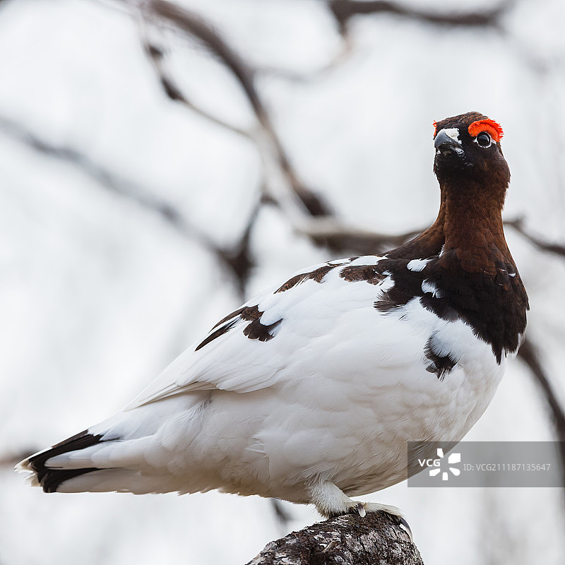 鸟的照片图片素材