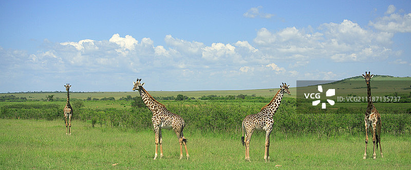 四只对称的giraffe全景图片素材