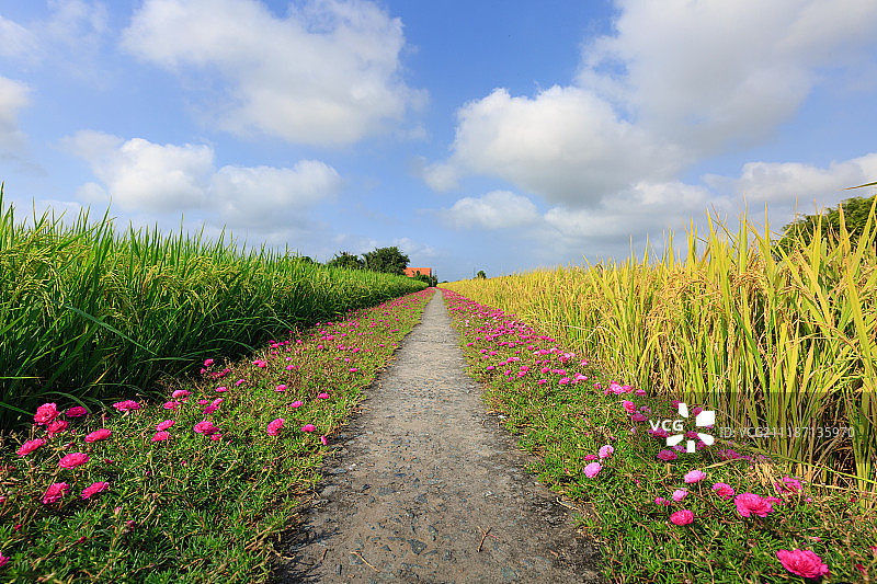 通往成熟稻田的小路图片素材