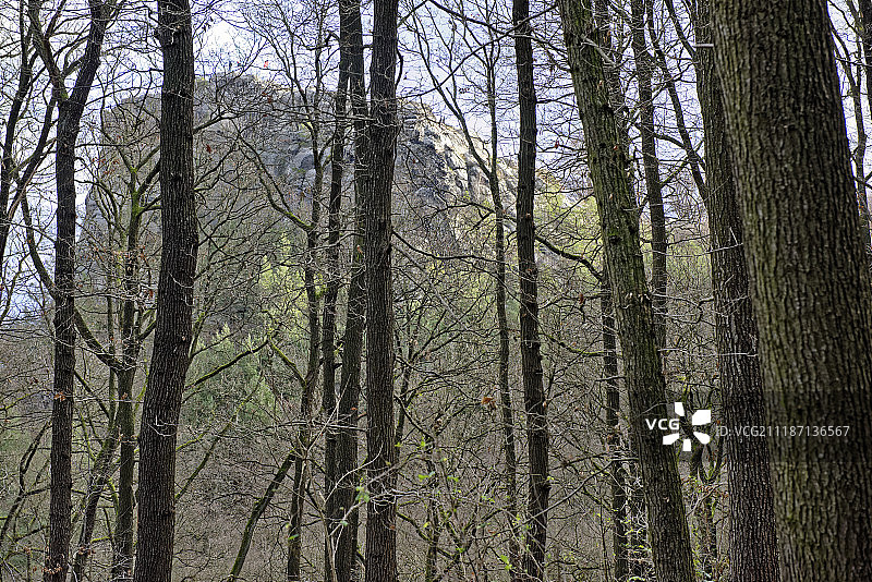 森林树木景观图片素材