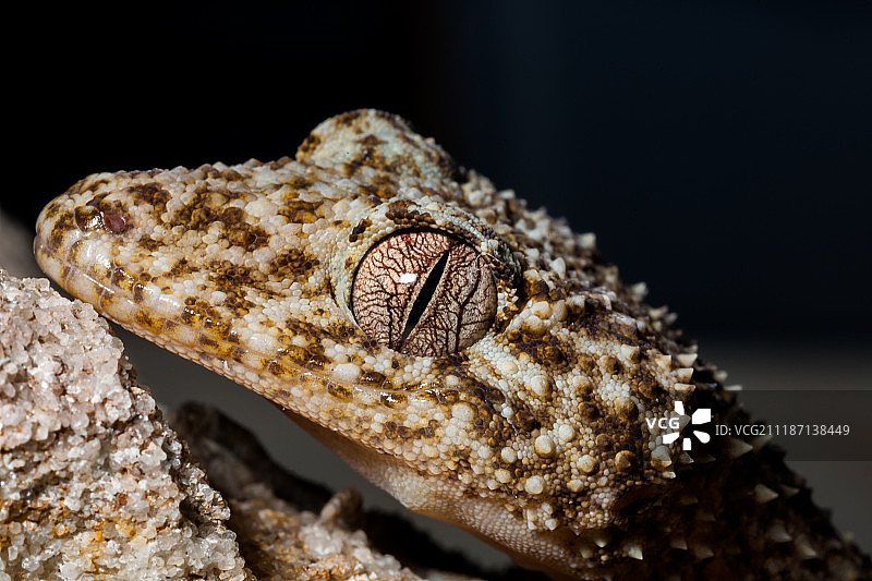 壁虎的眼睛图片素材