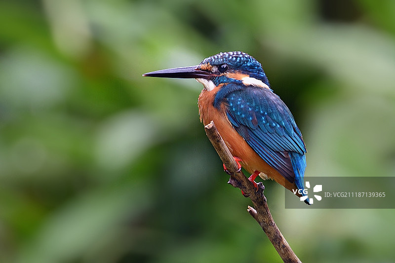 普通翠鸟特写图片素材