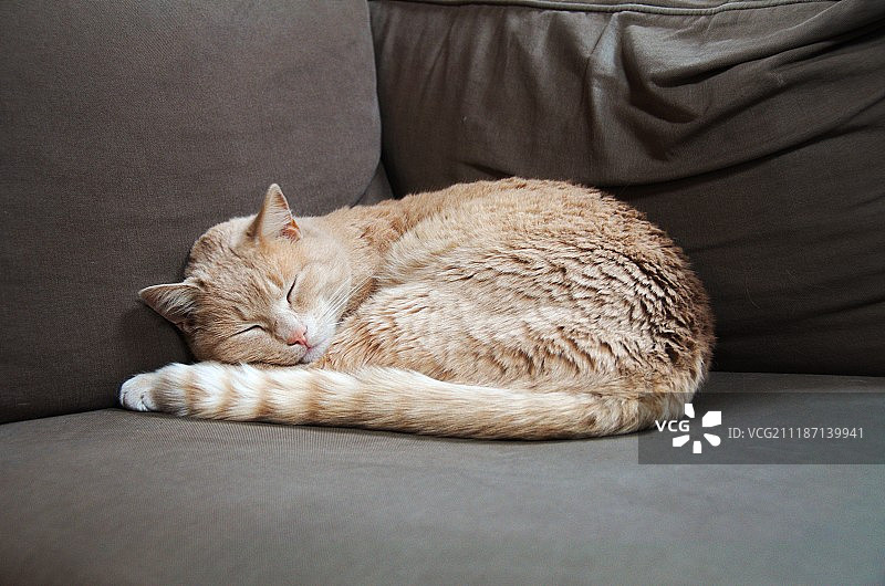 睡觉的猫图片素材