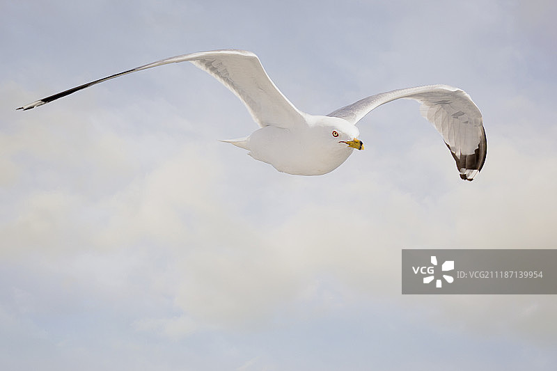 只是一只海鸥图片素材
