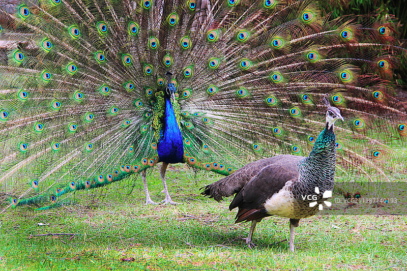孔雀与雌孔雀图片素材