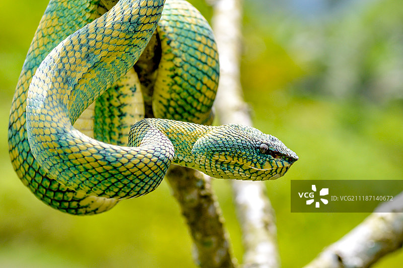 绿色瓦氏蝮蛇图片素材