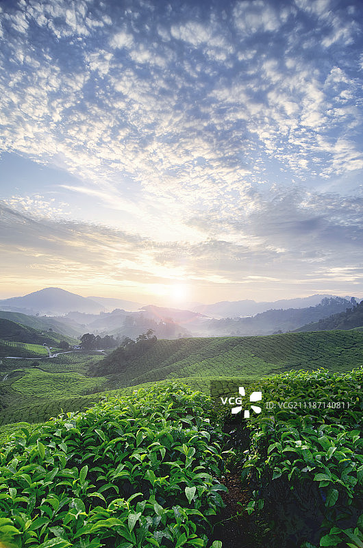 茶园日出时分的美丽清晨图片素材