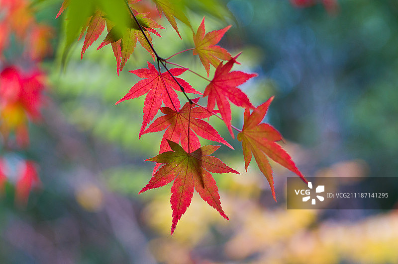 日本枫树秋叶图片素材