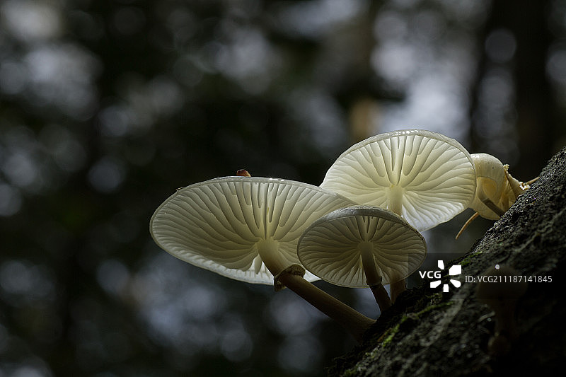 山毛榉粘菌图片素材