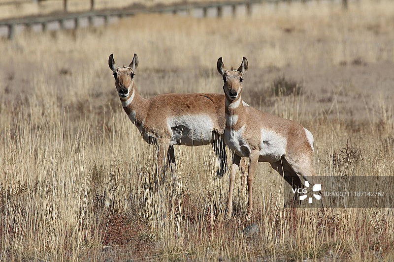 叉角羚图片素材