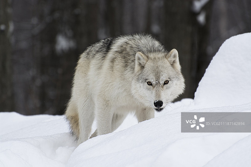 北极狼图片素材