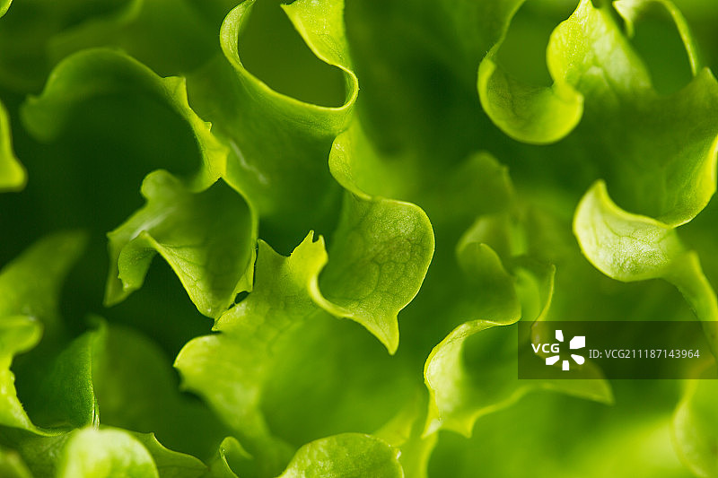 新鲜生菜或绿色沙拉背景图片素材